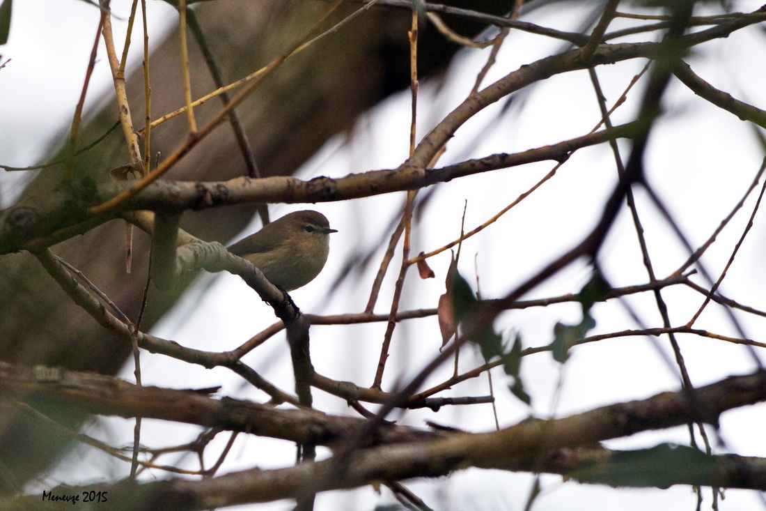 Mountain Chiffchaff